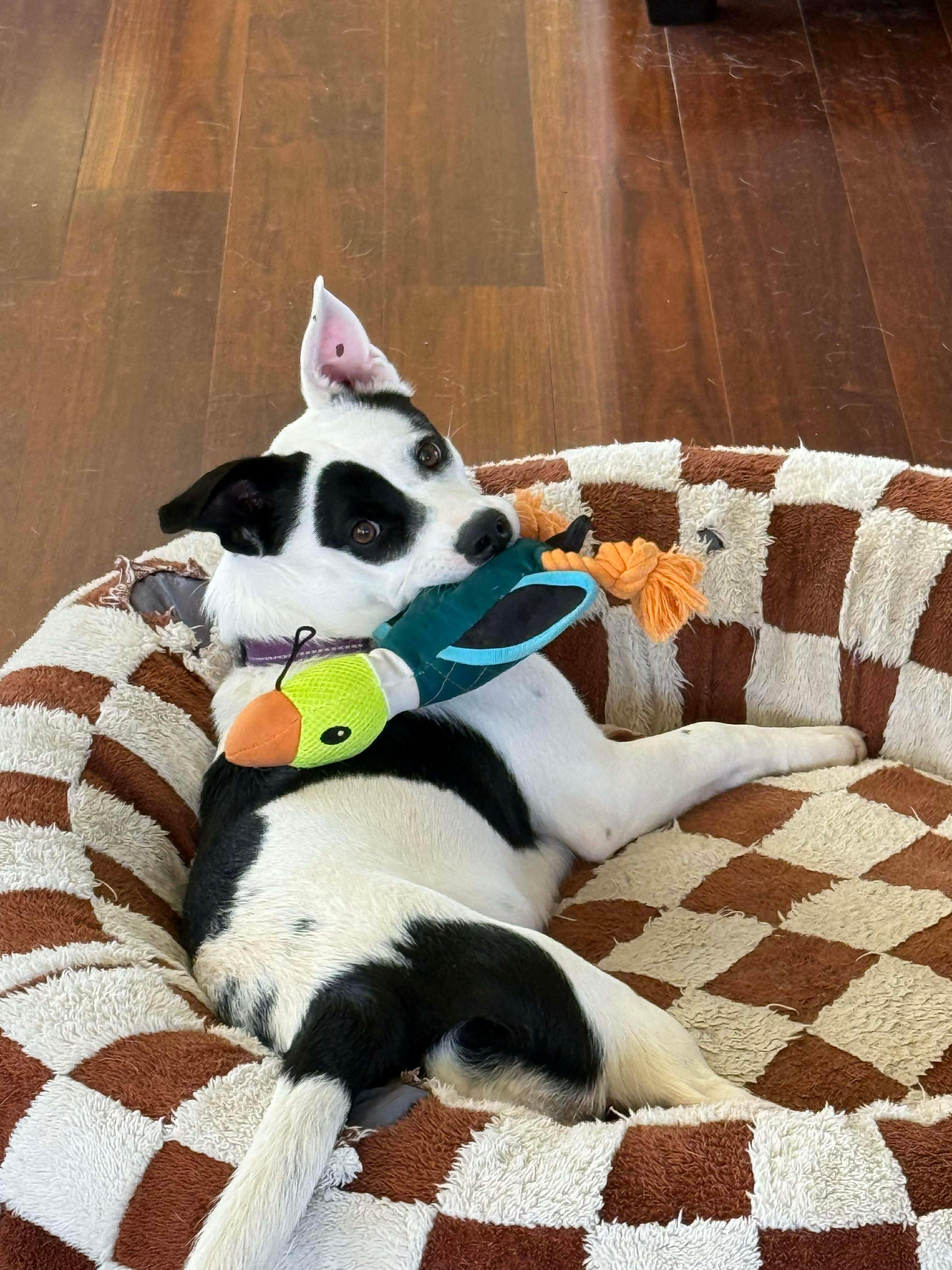 Enlarge Bandit, a Adoptable Mixed Breed in Charlotte, NC image 5/5