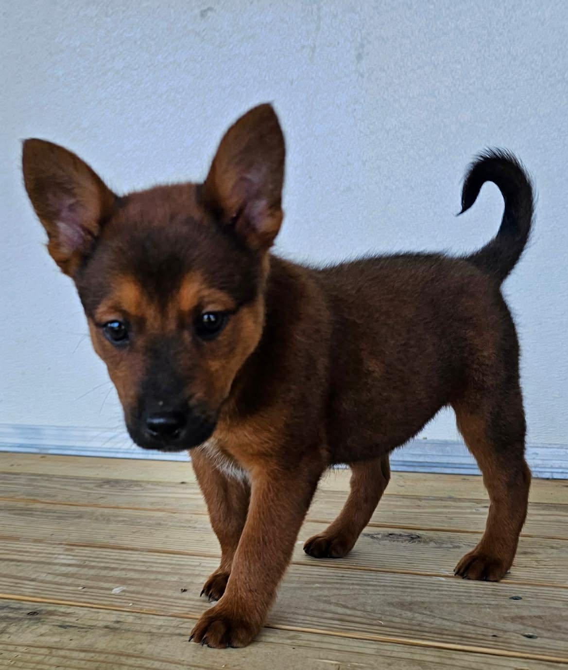 Enlarge Lilo, a Adoptable Mixed Breed in Cedar Rapids, IA image 1/1