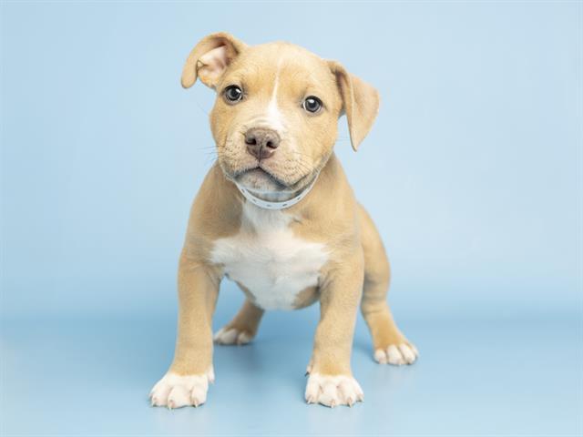 LARRY, Adoptable, Puppy Male Pit Bull Terrier.