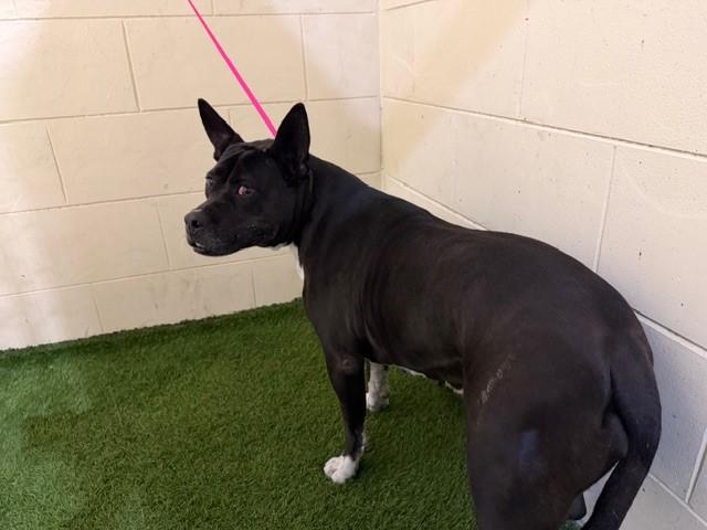 SHIRA, Adoptable, Adult Female American Bulldog & Silky Terrier.