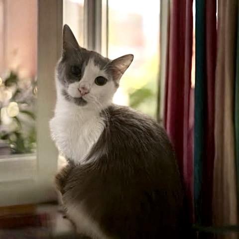 Enlarge Lady, a Adoptable Domestic Medium Hair in Tustin, CA image 1/3