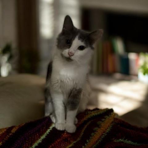 Enlarge Lady, a Adoptable Domestic Medium Hair in Tustin, CA image 2/3