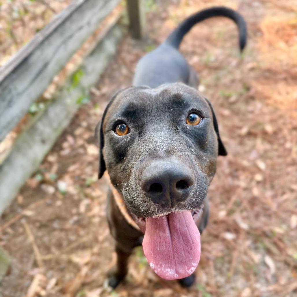 Enlarge Hercules, a Adoptable Mixed Breed in Milton, FL image 1/1