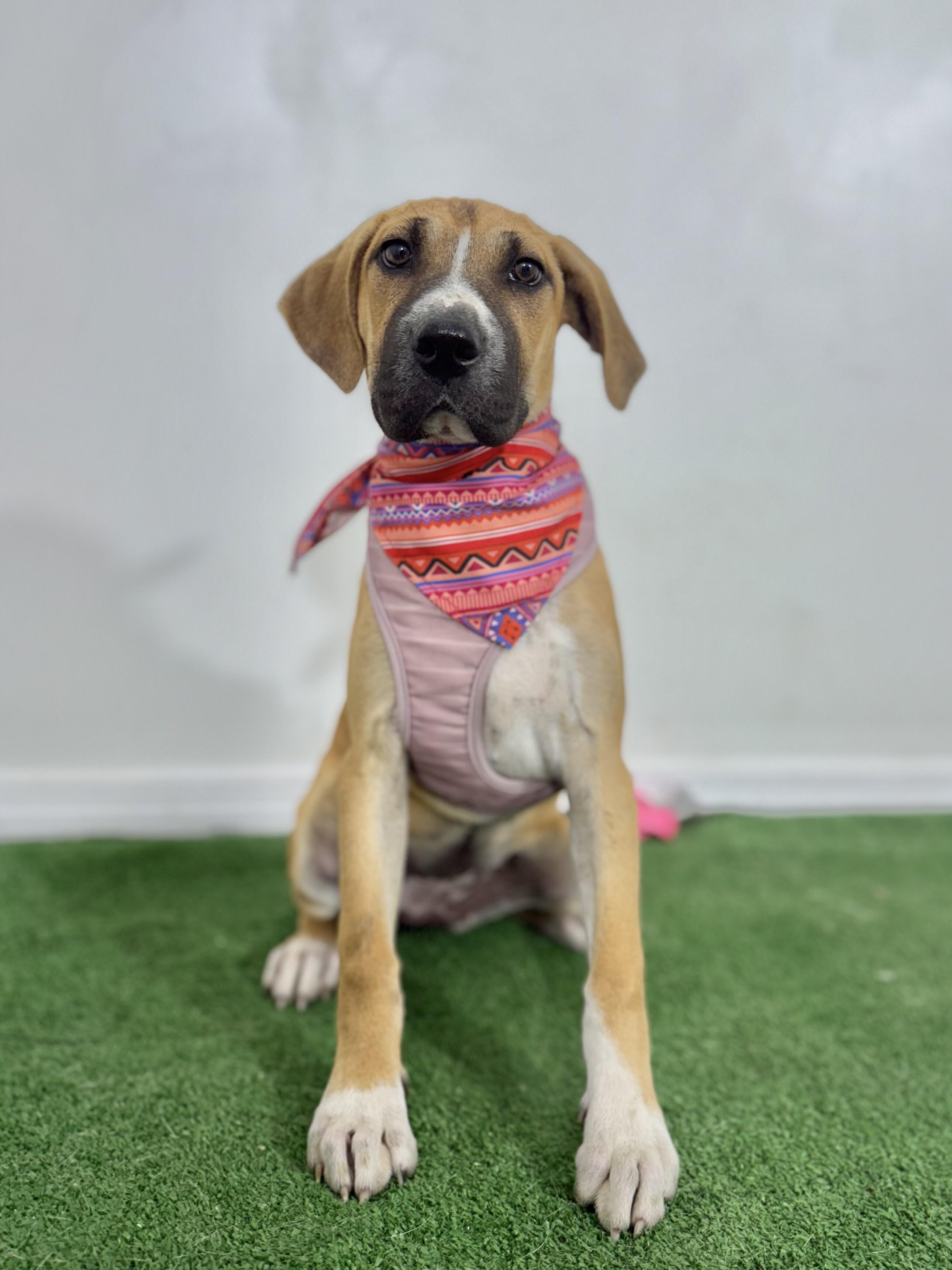 Indy, Baby Female unknown