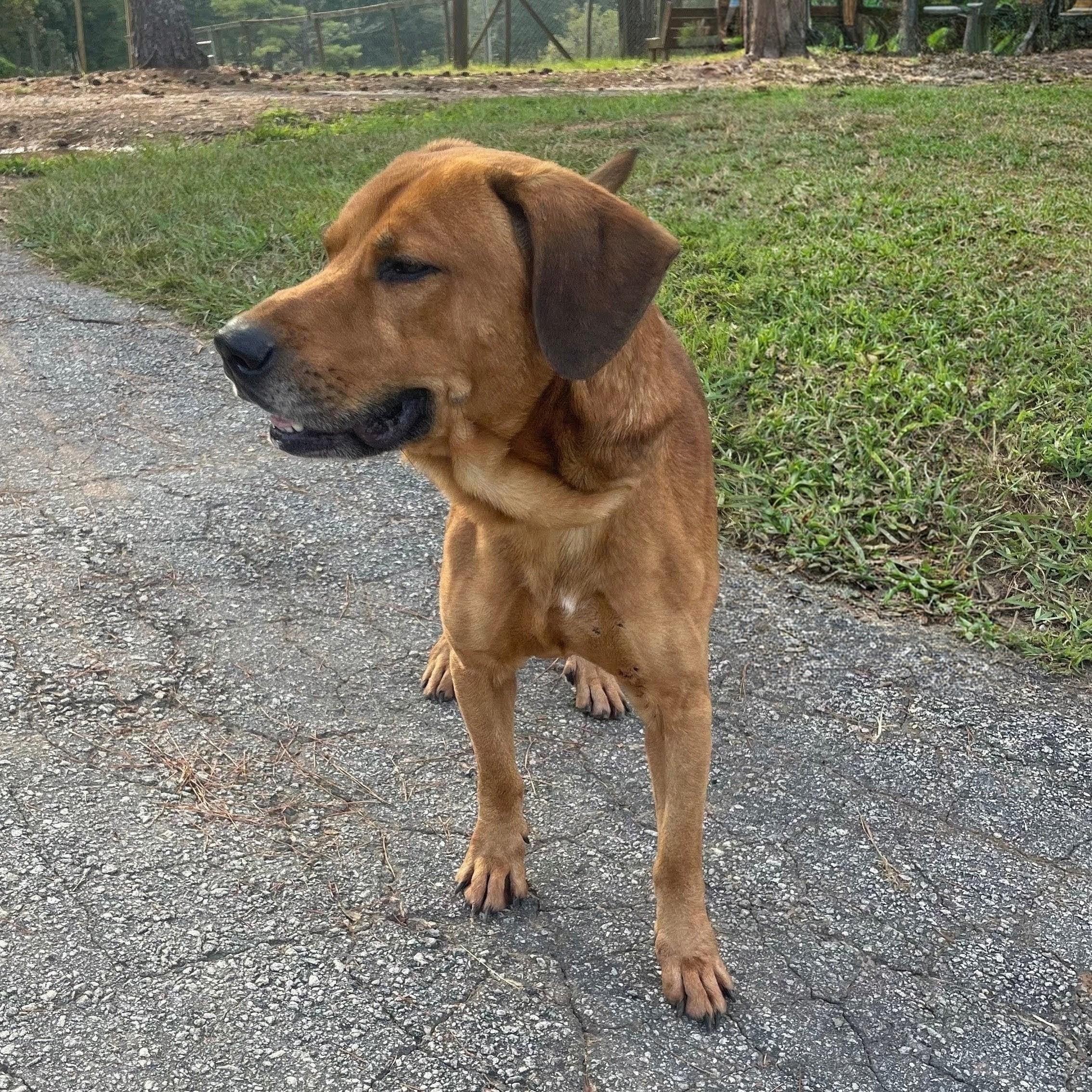 Enlarge Buddy, a ADOPTABLE mixed breed in Willington, CT image 5/6