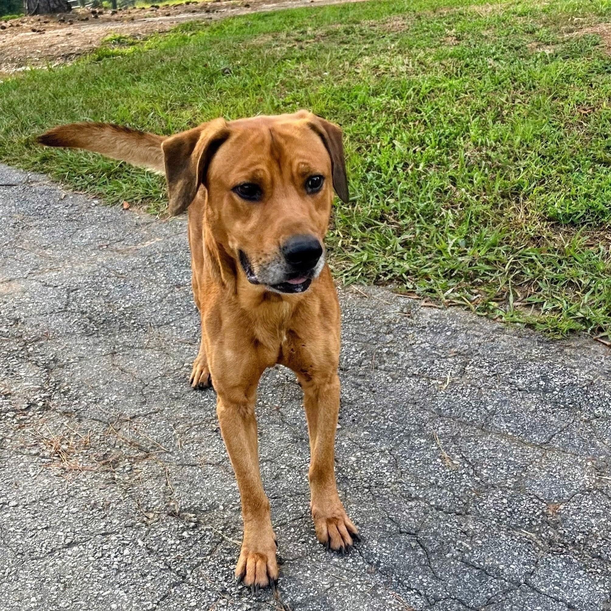 Enlarge Buddy, a ADOPTABLE mixed breed in Willington, CT image 4/6