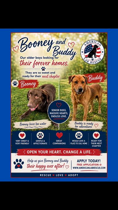 Enlarge Buddy, a ADOPTABLE mixed breed in Willington, CT video 6/6