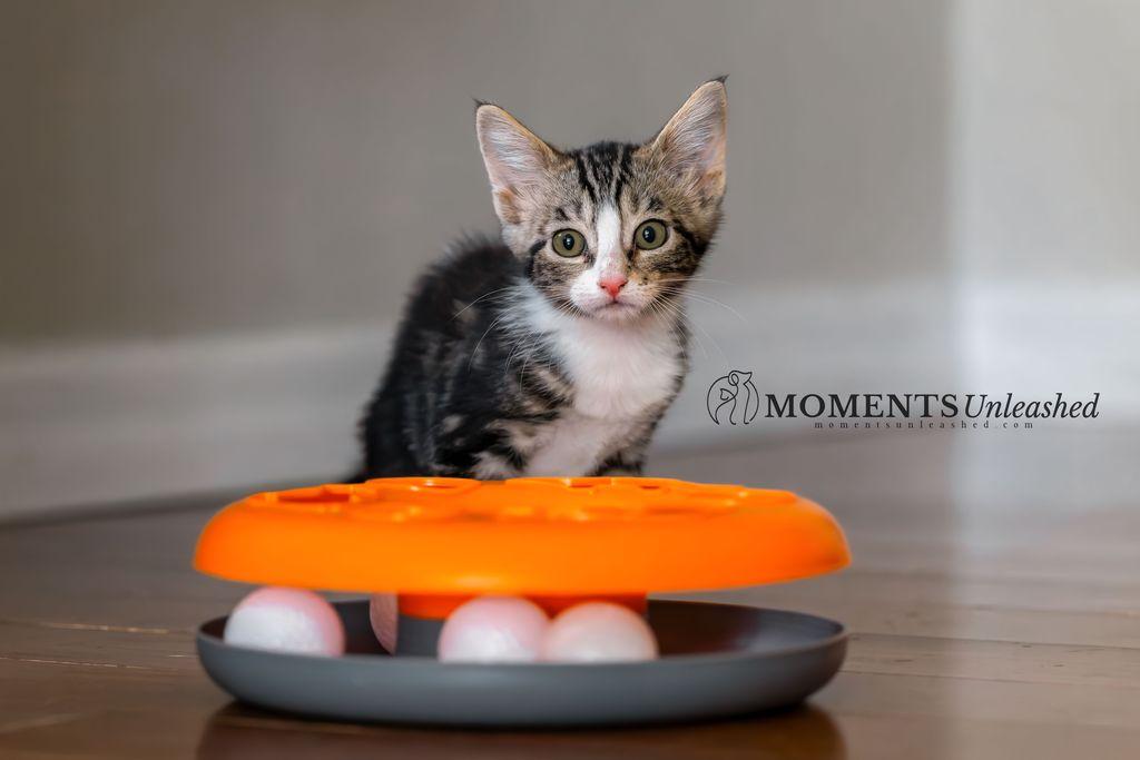 Peppa, Adoptable, Kitten Female Domestic Short Hair.