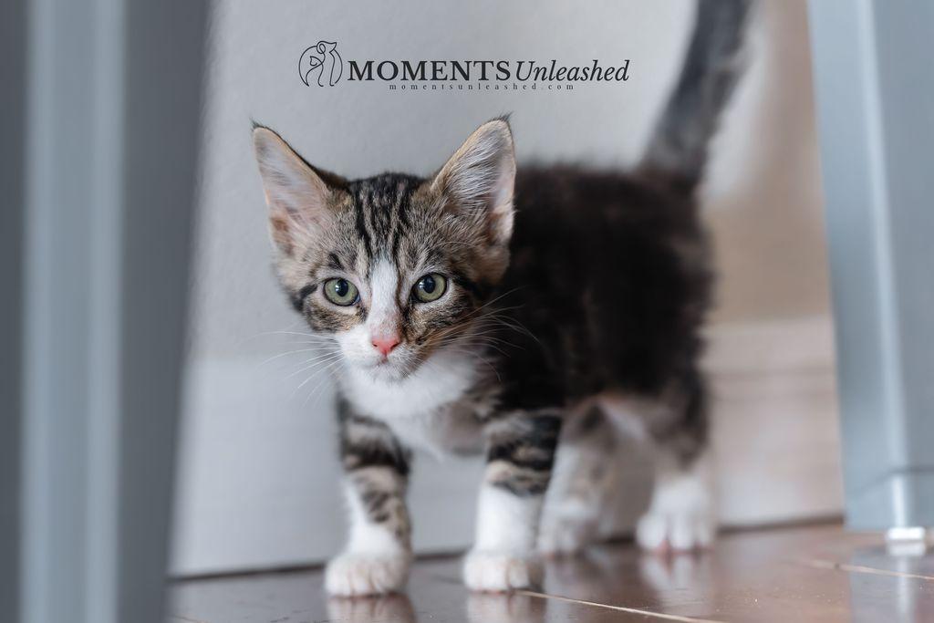 Enlarge Peppa, a Adoptable Domestic Short Hair in Myakka City, FL image 4/4