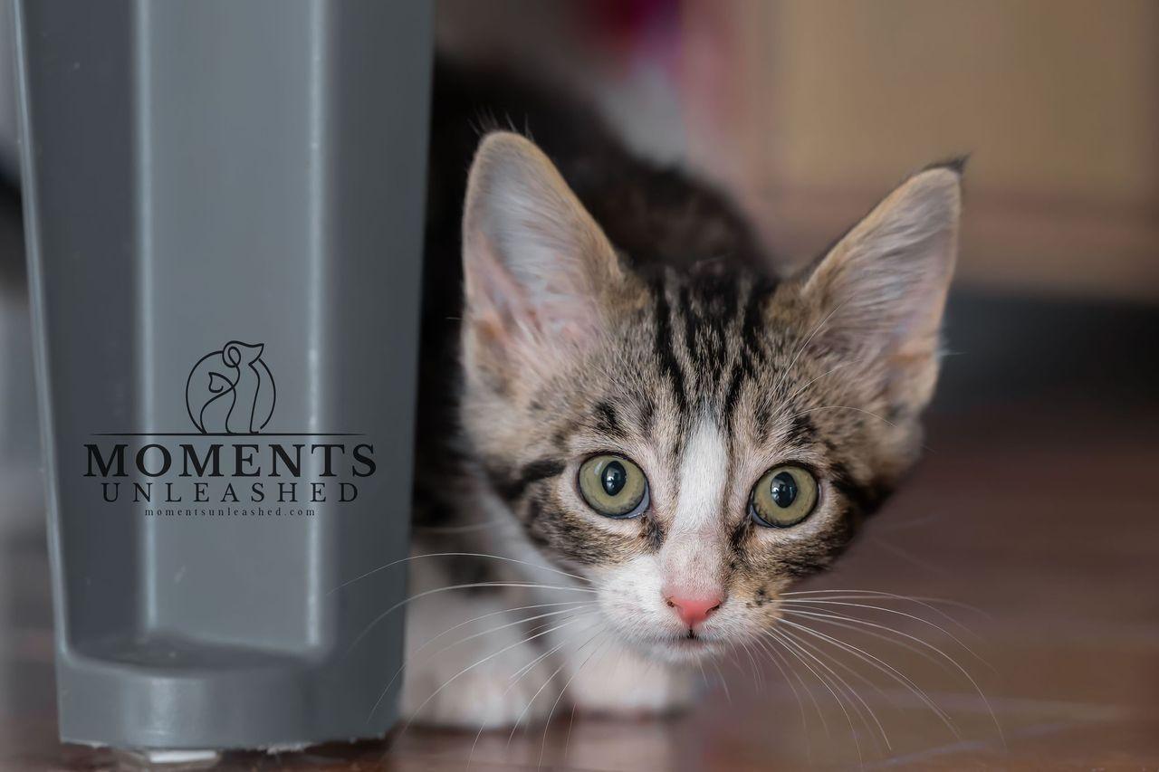 Enlarge Peppa, a Adoptable Domestic Short Hair in Myakka City, FL image 2/4