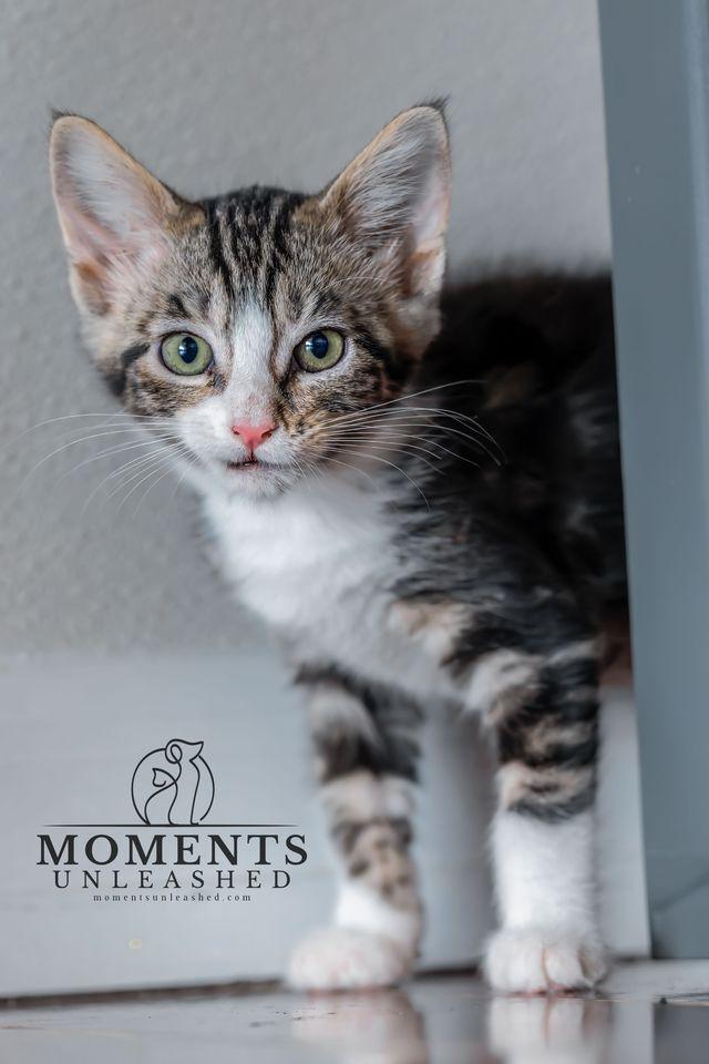 Enlarge Peppa, a Adoptable Domestic Short Hair in Myakka City, FL image 3/4