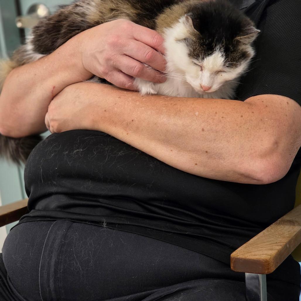 Bubblegum, Adoptable, Senior Female American Shorthair.