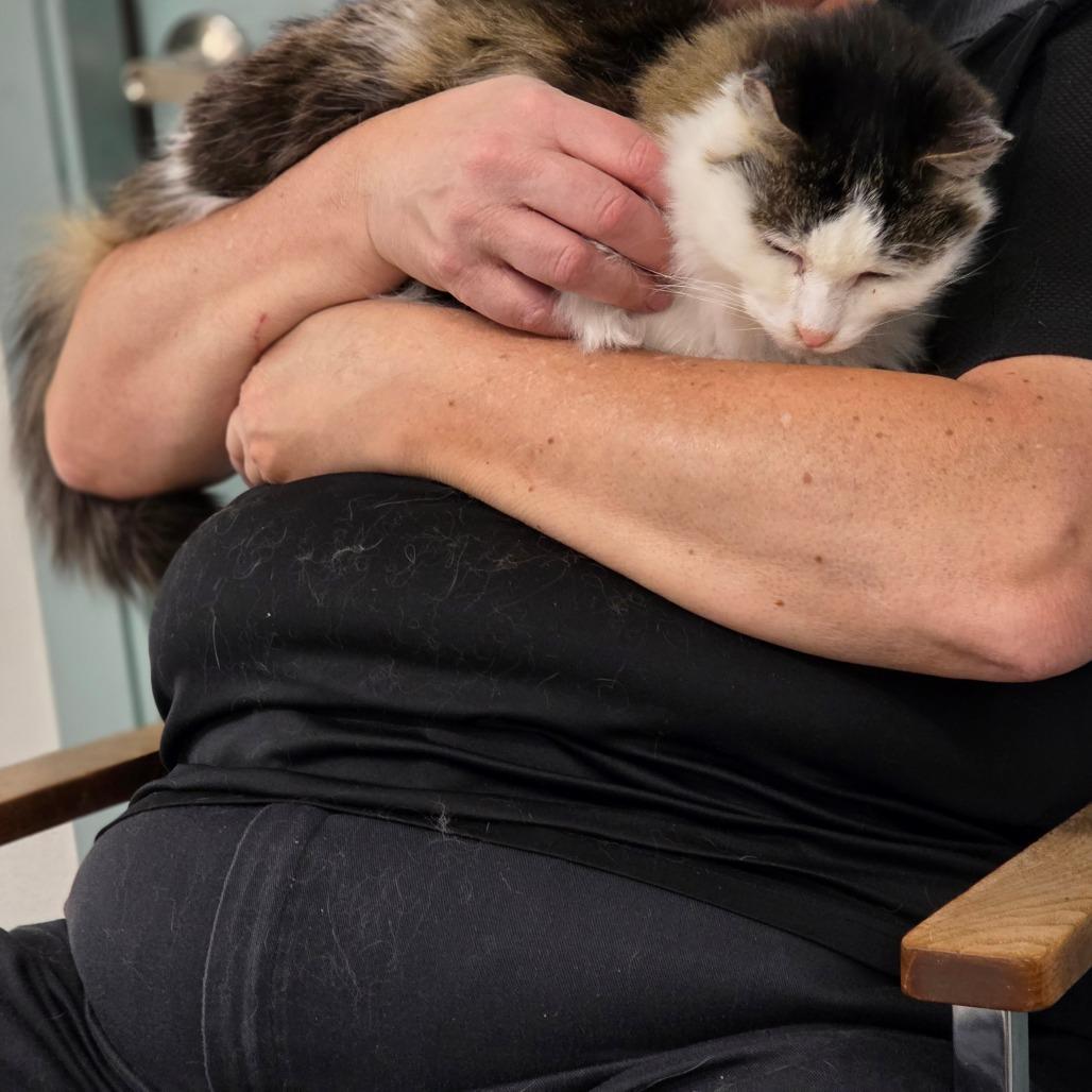 Bubblegum, a Adoptable American Shorthair in Mount Shasta, CA image 2/3