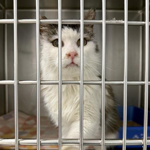 Bubblegum, a Adoptable American Shorthair in Mount Shasta, CA image 3/3