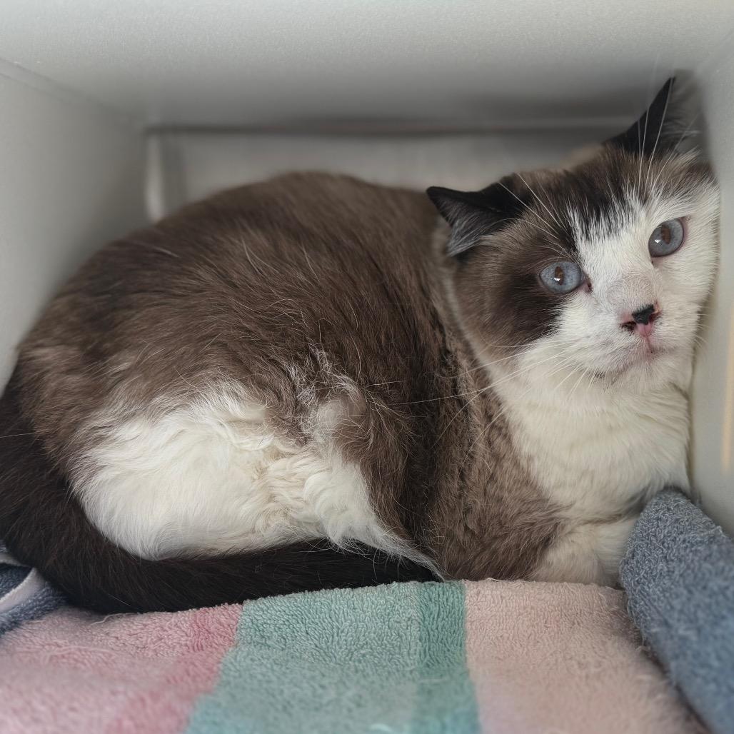 Enlarge Monkey, a Adoptable mixed breed in Cedaredge, CO image 1/1