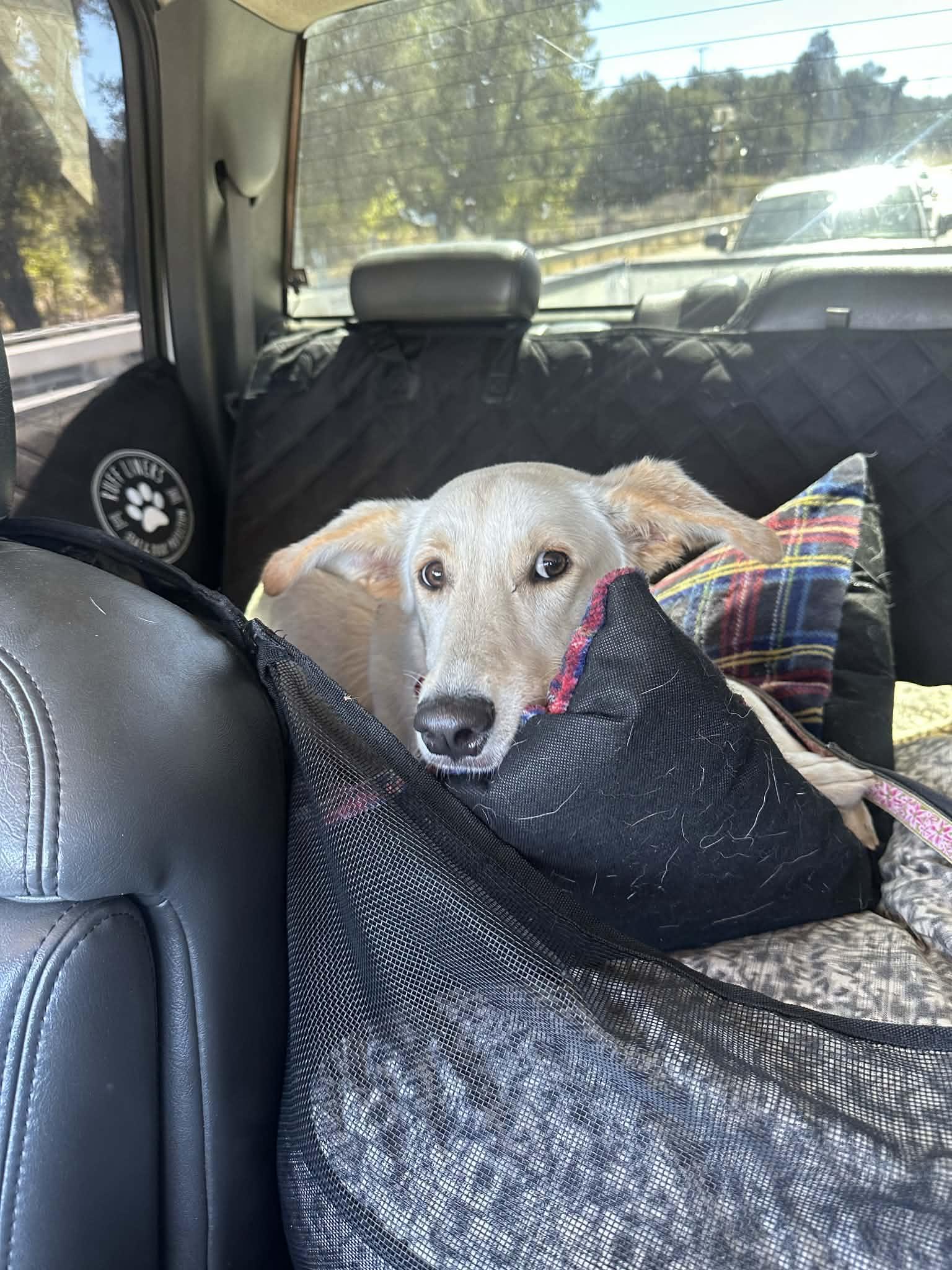 Erica, a ADOPTABLE mixed breed in Temecula, CA image 3/6