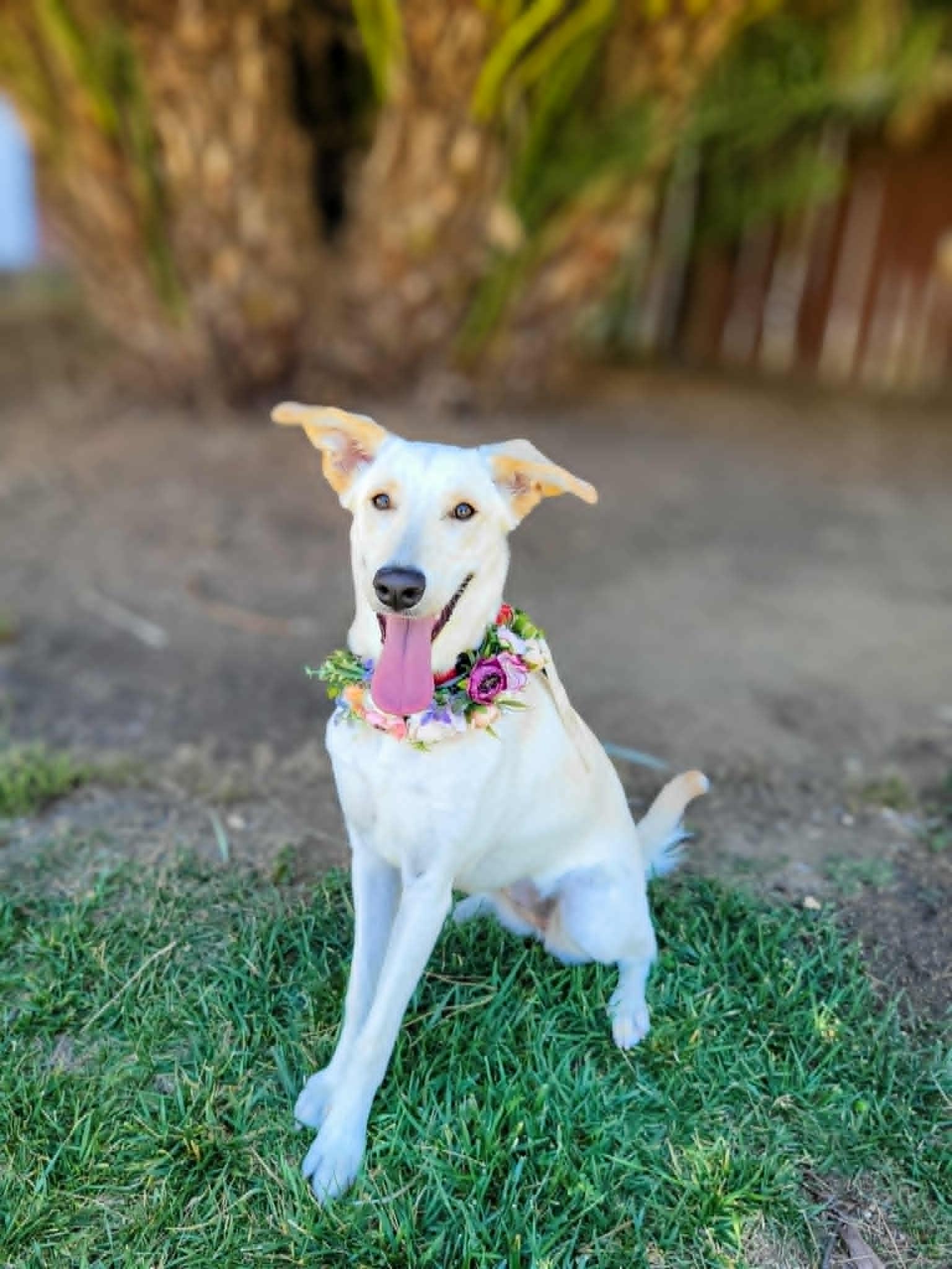 Erica, a ADOPTABLE mixed breed in Temecula, CA image 1/6