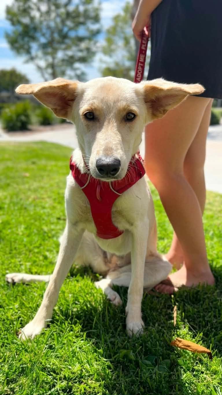 Erica, a ADOPTABLE mixed breed in Temecula, CA image 5/6