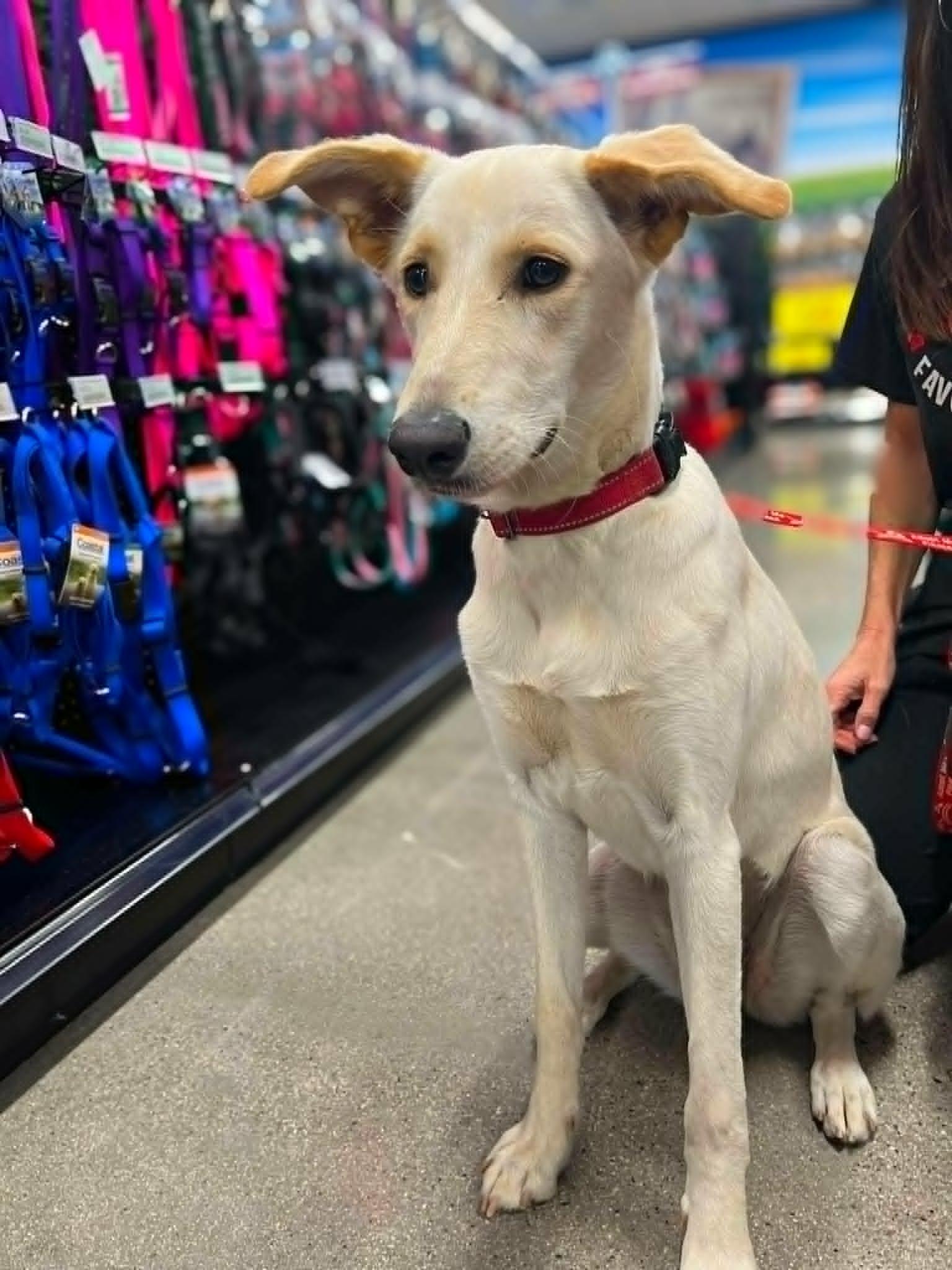 Erica, a ADOPTABLE mixed breed in Temecula, CA image 6/6