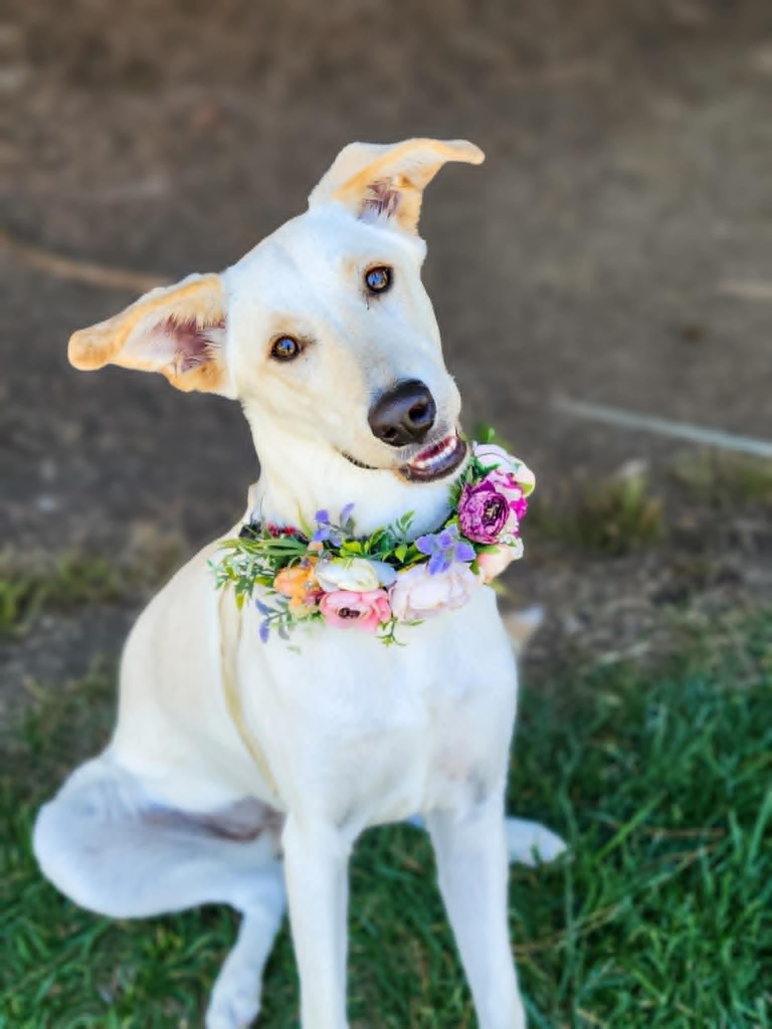 Erica, a ADOPTABLE mixed breed in Temecula, CA image 2/6