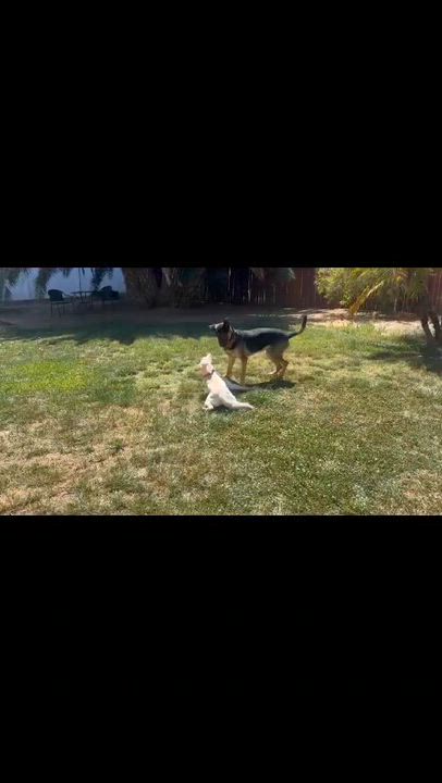 Enlarge Erica, a ADOPTABLE mixed breed in Temecula, CA video 4/6