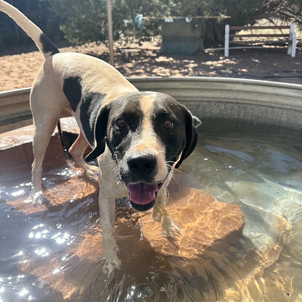 Enlarge Boston, a Adoptable mixed breed in Kanab, UT image 1/6