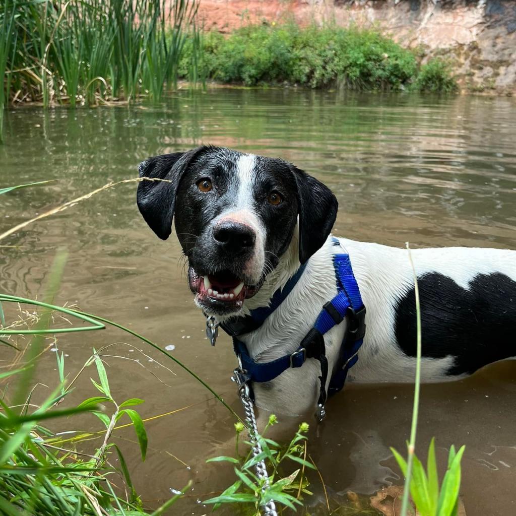 Enlarge Boston, a Adoptable mixed breed in Kanab, UT image 2/6
