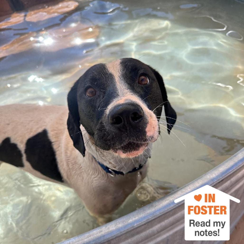 Enlarge Boston, a Adoptable mixed breed in Kanab, UT image 3/6