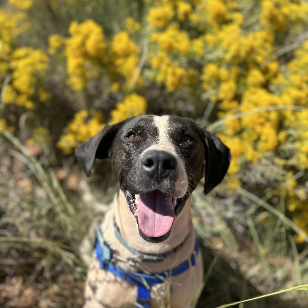 Enlarge Boston, a Adoptable mixed breed in Kanab, UT image 4/6