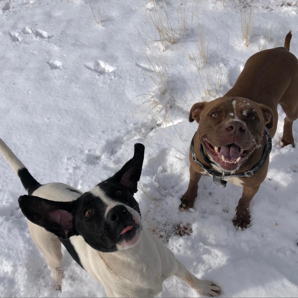 Enlarge Boston, a Adoptable mixed breed in Kanab, UT image 5/6