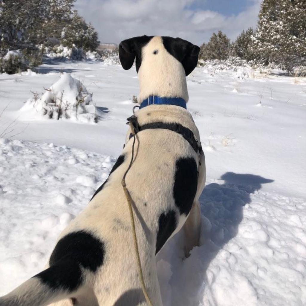 Enlarge Boston, a Adoptable mixed breed in Kanab, UT image 6/6