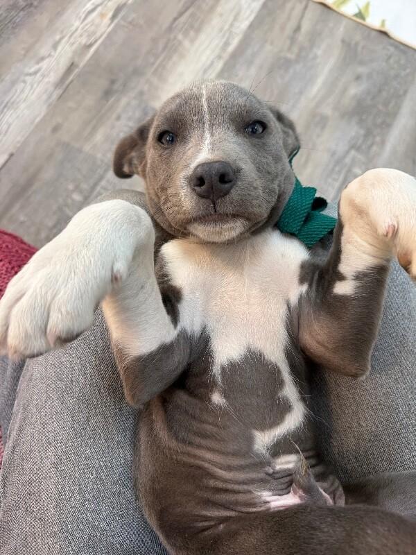 Dex bestest boy — thumbnail 2