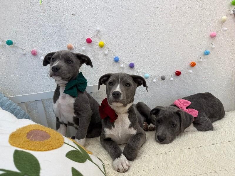 Dex bestest boy — thumbnail 4