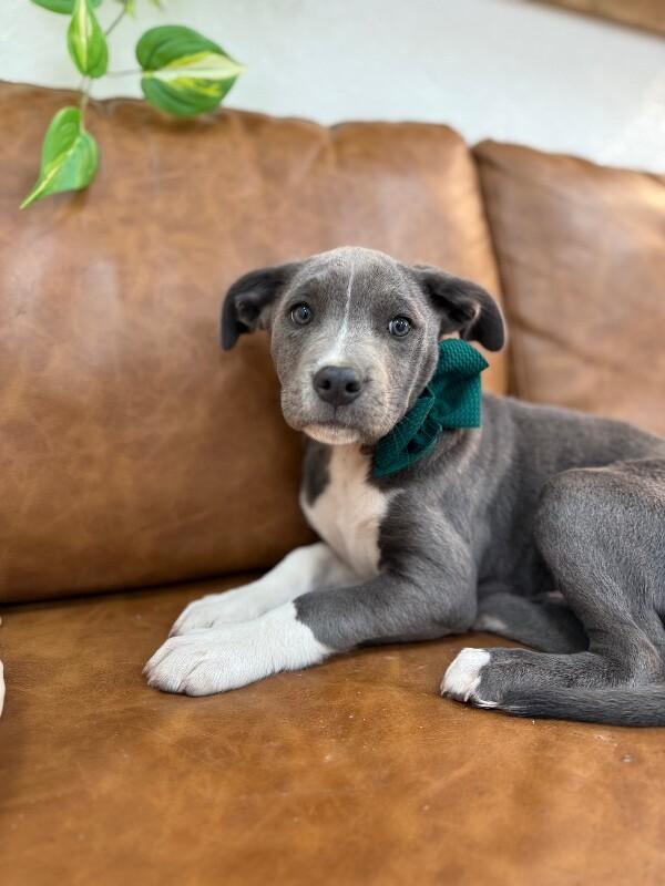 Dex bestest boy — thumbnail 5