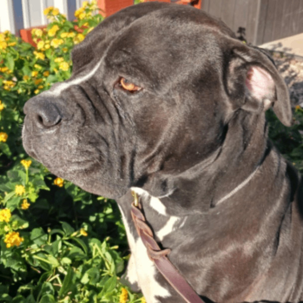 Enlarge Bosco, a Adoptable Bullmastiff in Anderson, TX image 1/1
