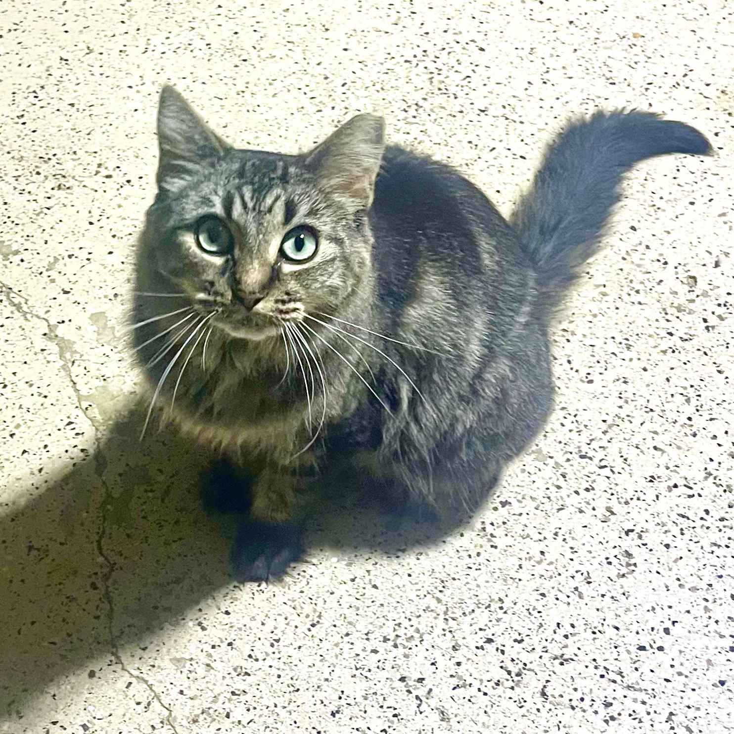 Enlarge Ariya, a Adoptable Domestic Medium Hair in Hamilton, ON image 1/2