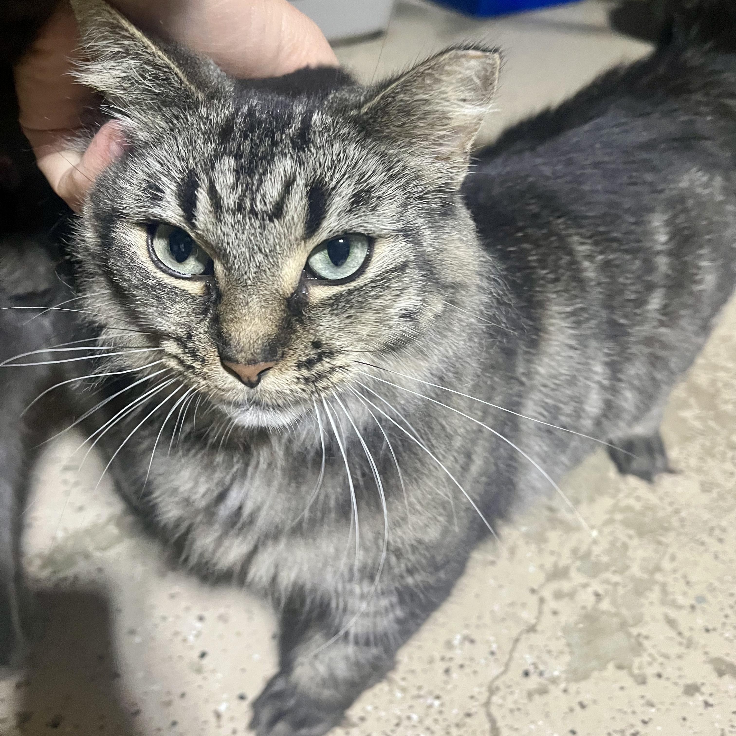 Enlarge Ariya, a Adoptable Domestic Medium Hair in Hamilton, ON image 2/2