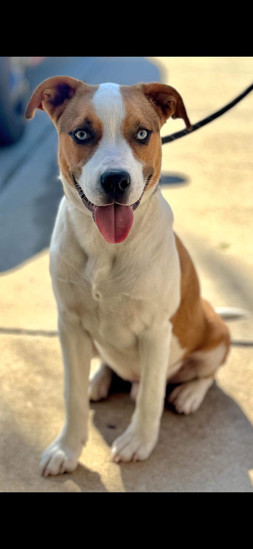 Blue, an adoptable mixed breed in Tracy, CA image 1/3