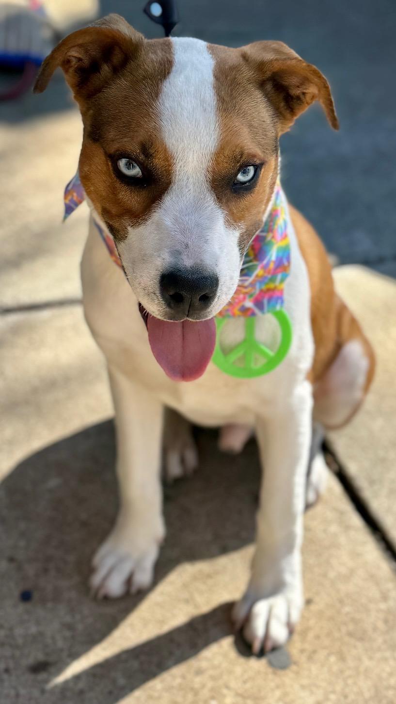 Blue, an adoptable mixed breed in Tracy, CA image 3/3