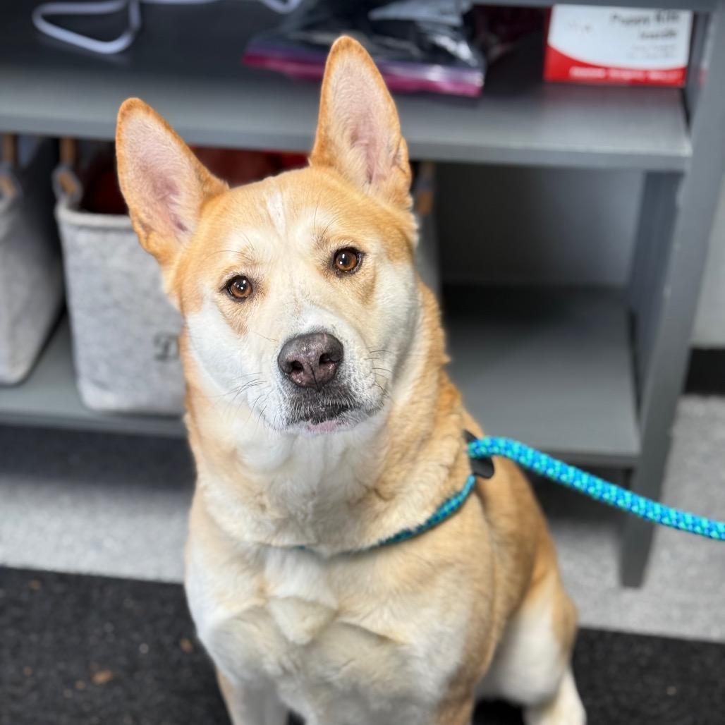 Akita, a Adoptable Akita in Standish, MI image 1/3