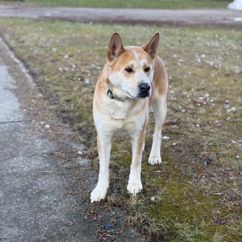 Akita, a Adoptable Akita in Standish, MI image 2/3