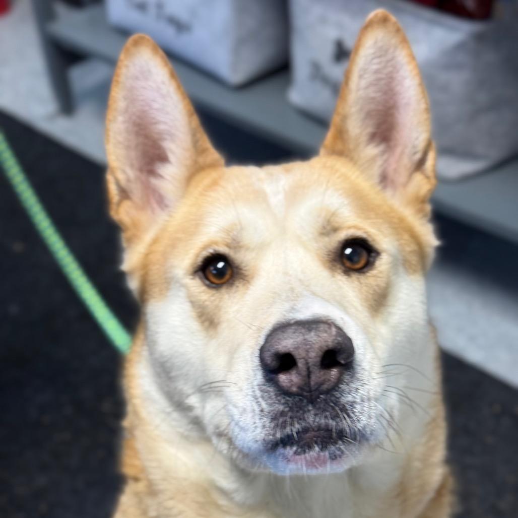Akita, a Adoptable Akita in Standish, MI image 3/3