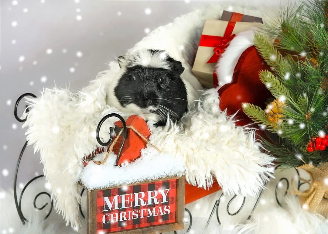 Enlarge Barney & Dino, a Adopted Guinea Pig in Oakley, CA image 1/4