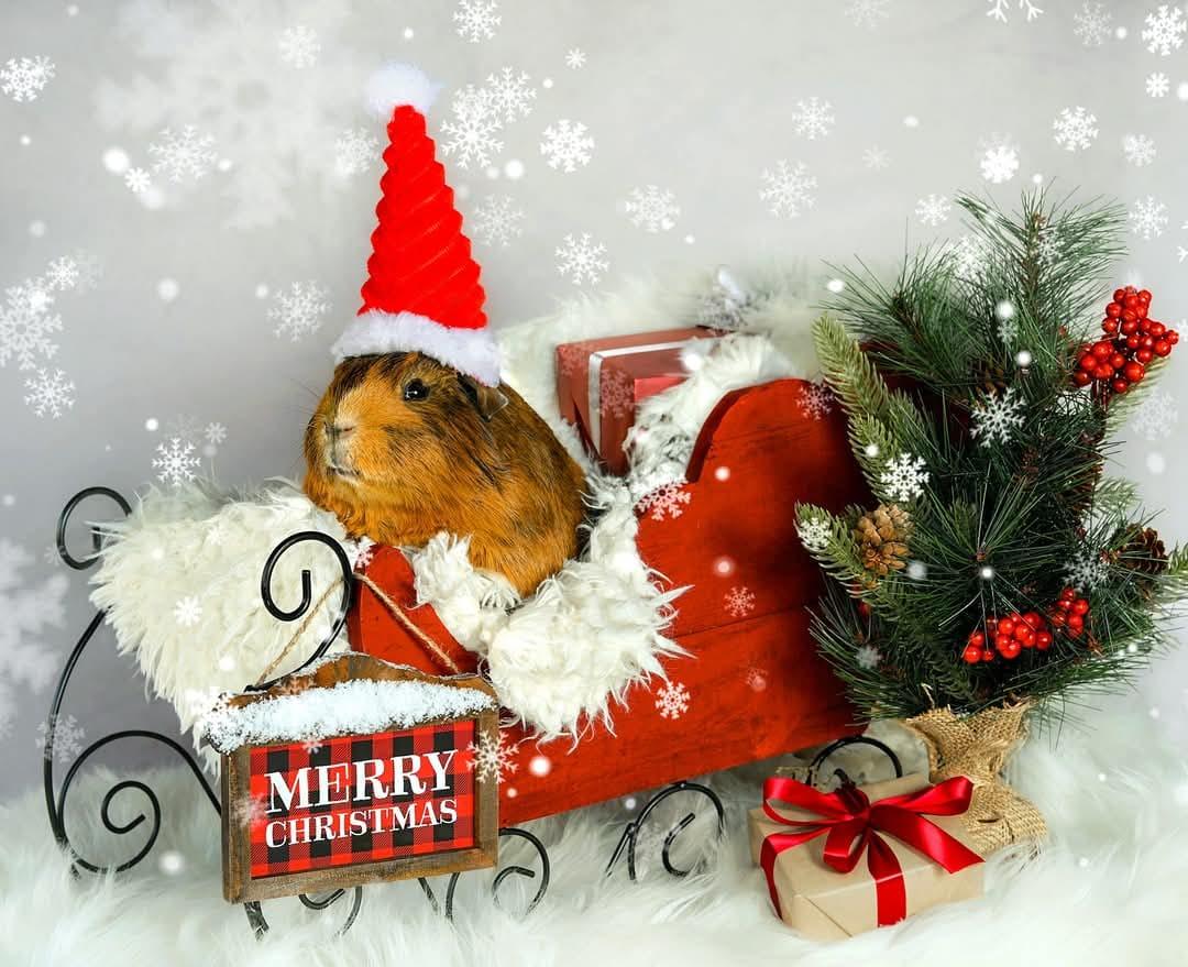 Barney & Dino, Adopted, Adult Male Guinea Pig.