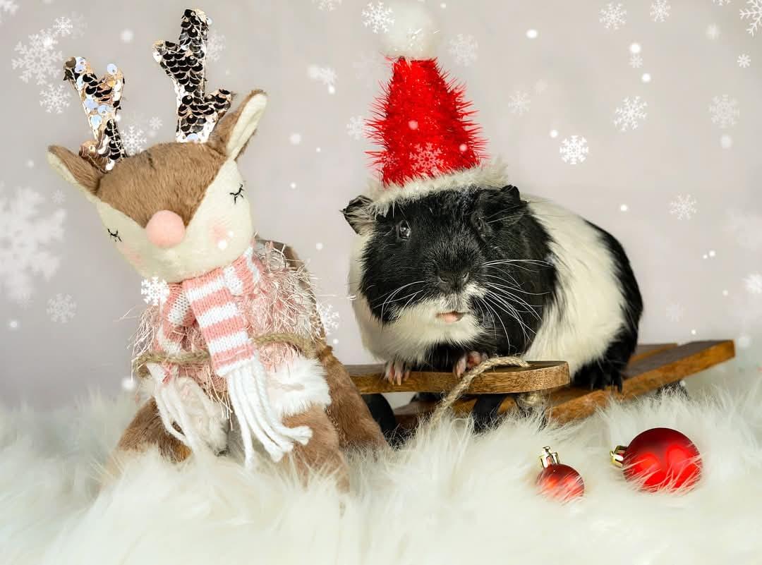 Enlarge Barney & Dino, a Adopted Guinea Pig in Oakley, CA image 4/4