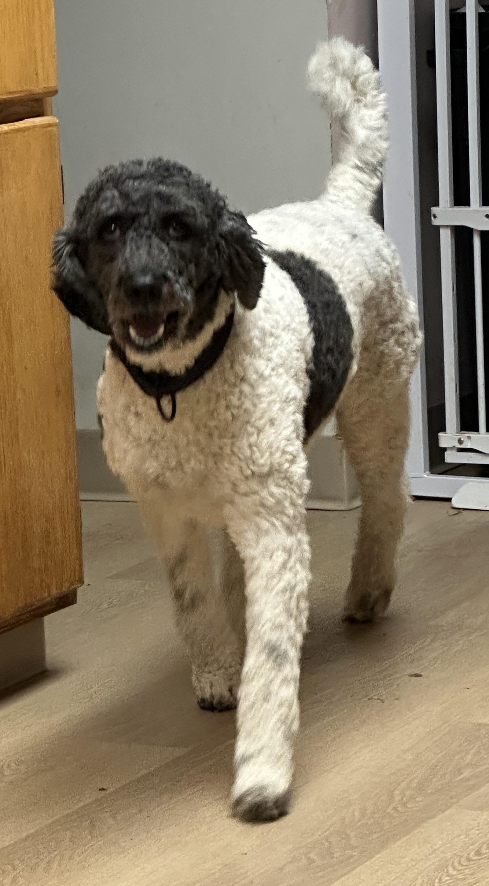 Ruthie, ADOPTABLE, Adult Female Standard Poodle.