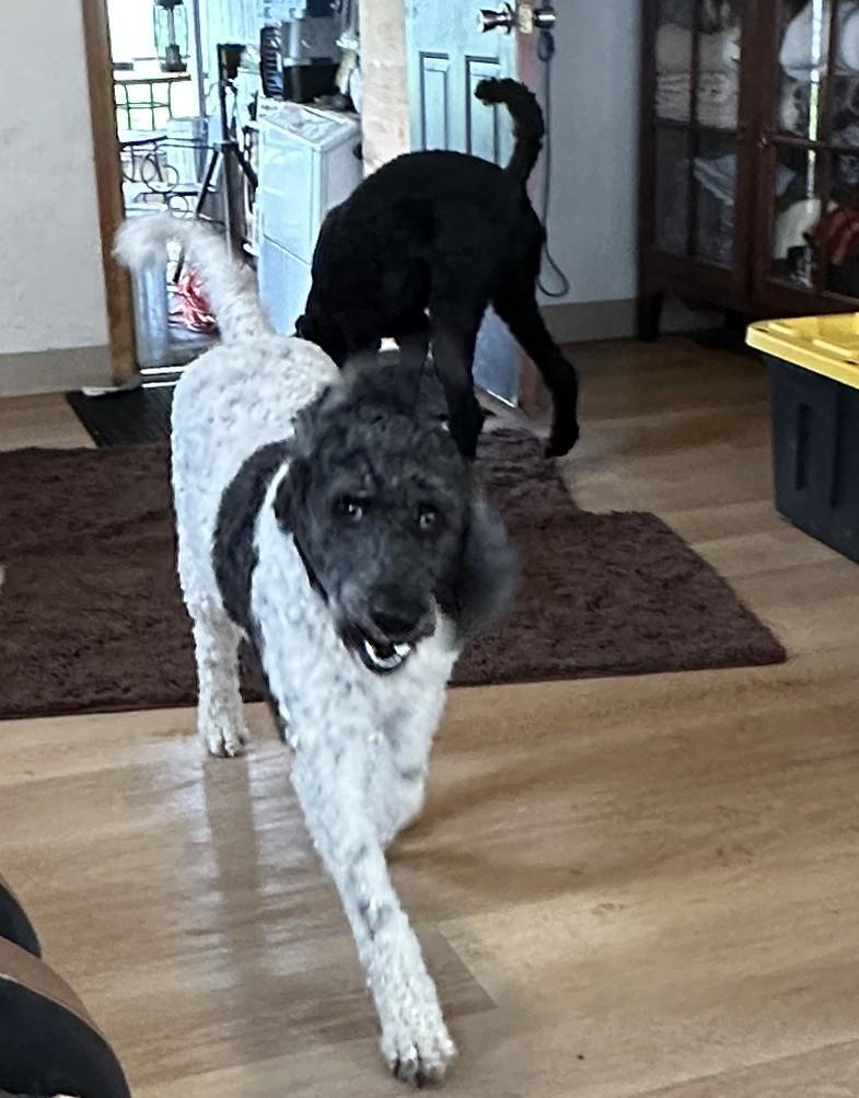 Enlarge Ruthie, a ADOPTABLE Standard Poodle in Sheridan, OR image 2/3