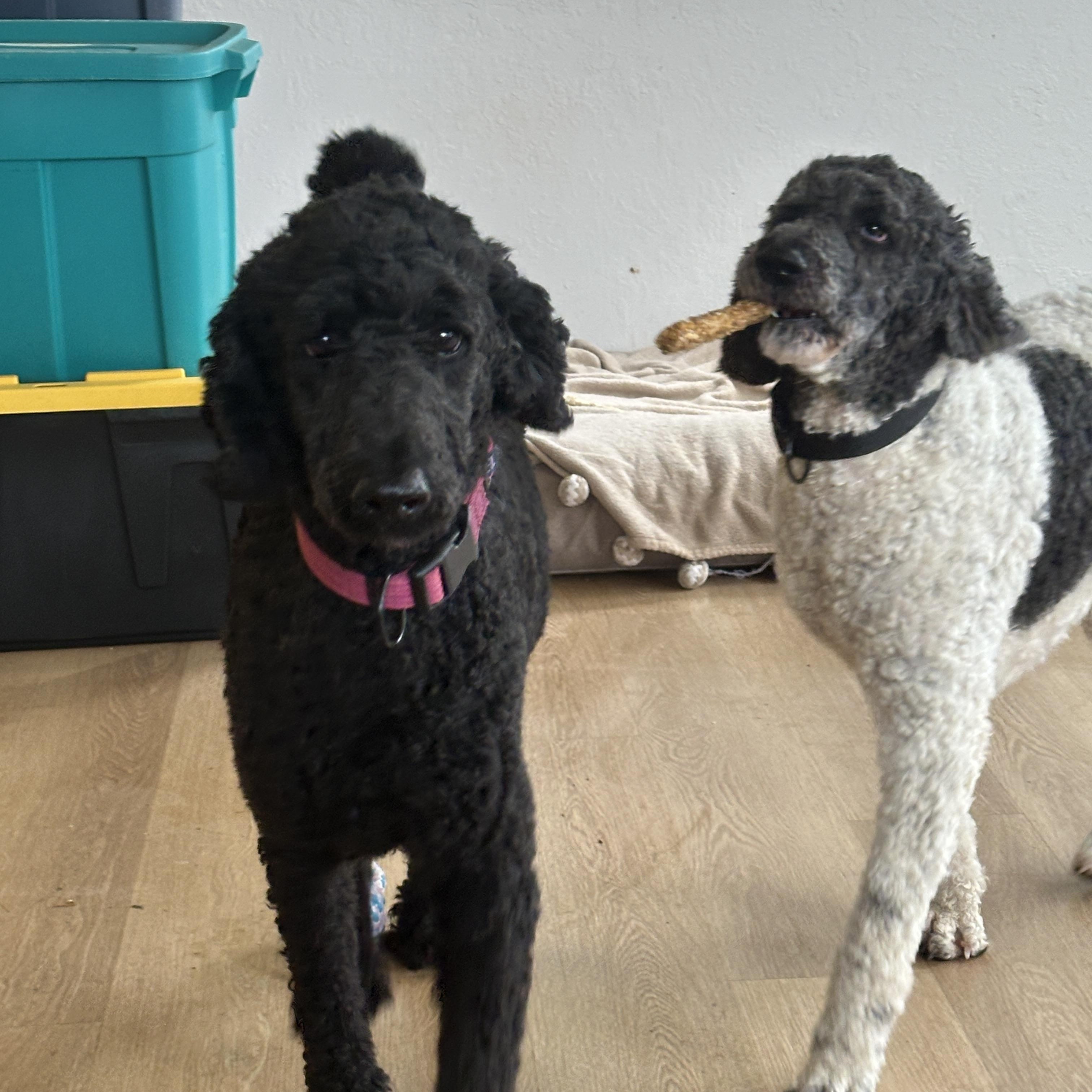 Enlarge Ruthie, a ADOPTABLE Standard Poodle in Sheridan, OR image 3/3