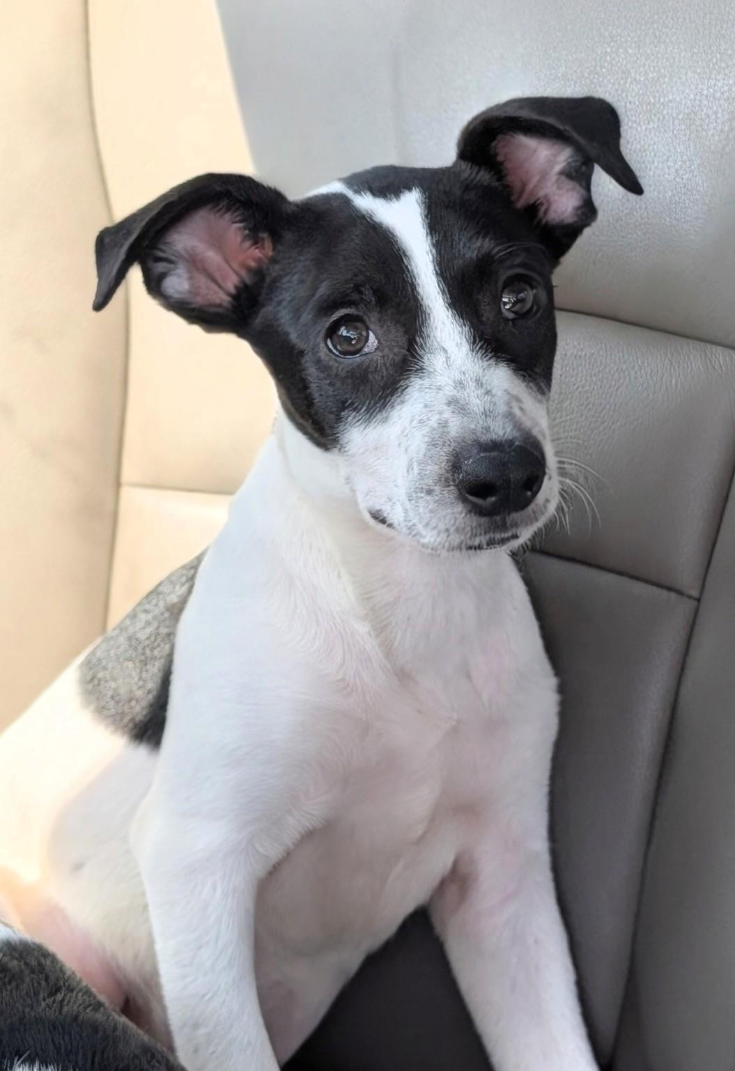 Tia, Adoptable, Puppy Female Cattle Dog & Terrier.
