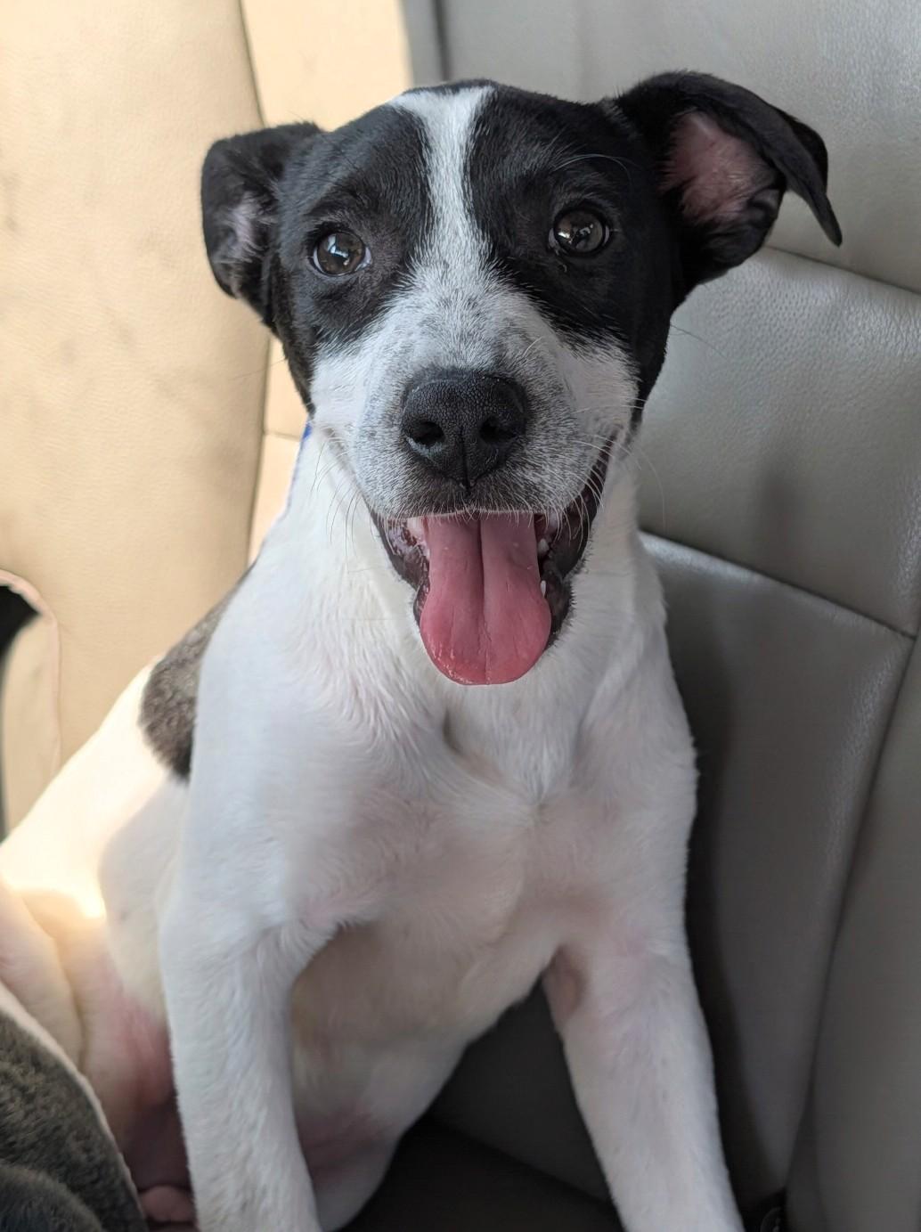 Enlarge Tia, a Adoptable mixed breed in Baton Rouge, LA image 2/2